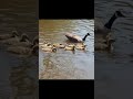 They only follow their parents #ducklings #ducks