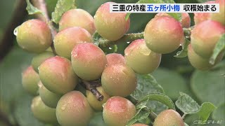 三重県の伝統果実に登録の品種　「五ヶ所小梅」の収穫始まる　三重・南伊勢町