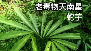 大自然馈赠之，天南星，名贵中药材，有毒