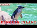 Penguin Island Shoalwater | Rockingham | Western Australia | KrishFlix