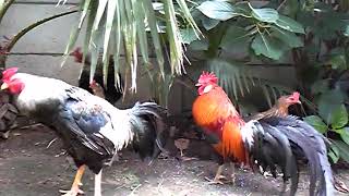 東天紅と声良鶏の日常　長鳴鶏の鳴き声　Long-crowing chicken　Tôtenko