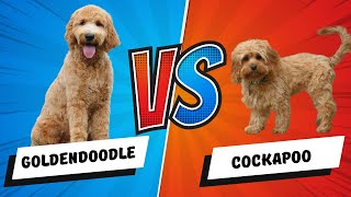 Cockapoo VS Goldendoodle Dog Comparison Doodle Face Off.