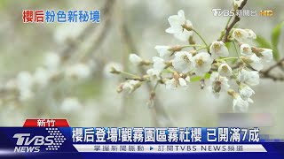 櫻后登場!觀霧園區霧社櫻 已開滿7成 ｜TVBS新聞