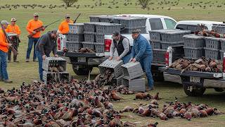 U.S. Farmers Release 9.3 Million Pheasants Into the Wild for Hunters to Take Down This Way
