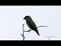 grey streaked flycatcher muscicapa griseisticta shui hau nature birds