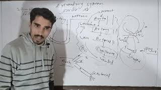 Nephron Structure