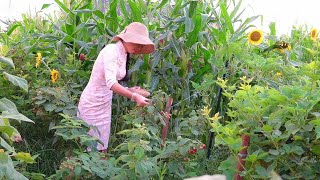 院子里的瓜果蔬菜泛滥，只吃水果都能吃饱，有孩子还是得好好做饭【珍妮王艾伦 Jenny Wang Allen】