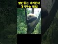 [PandaTV] 말 안듣는 아기판다 대처법 How to deal with a baby panda that doesn't listen #panda