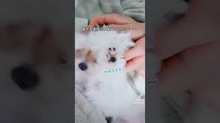 寝てるワンコにイタズラしたら反応が可愛すぎたww#short #癒し #cute #かわいい #dog #tiktok #trending