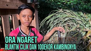 CARA BLANTIK CILIK MERAWAT  100+ EKOR KAMBINGYA