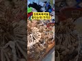 인기 많고 맛있다는 강화육쪽마늘 가격은 마늘 육쪽마늘 강화풍물시장 햇마늘 저장마늘