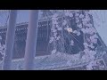 正永寺の枝垂れ桜