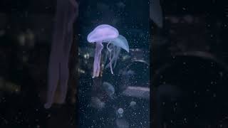 クラゲ漂う水の中　【京都水族館】　Jellyfish Kyoto Aquarium