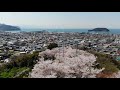 空から見る仁尾の満開の桜