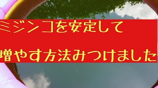 ミジンコを安定して増やせるようになりました❕