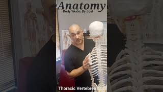 Anatomy: (T11) Thoracic Vertebrea #11. 1st FLOATER!