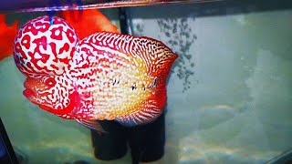 12 Beautiful VIP Kamfa Flowerhorn Fish | Biggest Head Flowerhorn Cichlid