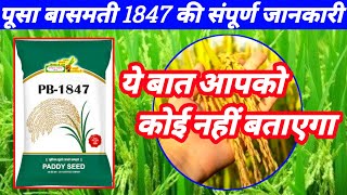 Pusha basmati-1847 paddy seeds full information|पूसा बासमती 1847 धान की संपूर्ण जानकारी|Digitalkisan