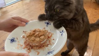 １歳のお誕生日を手作り猫ケーキでお祝いしてみました【保護猫】