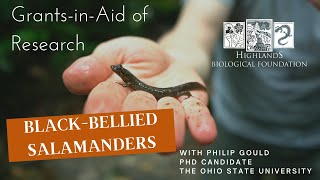 Ecology Research on Black-bellied Salamanders