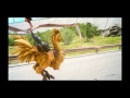 【ffxv】 37　空馬に怪我アリ　with イリス【ps4pro】