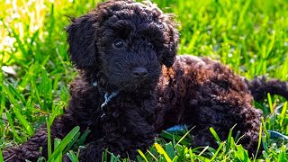Schnoodle - Top 15 Fact That You Need To Know (Compilation Video)