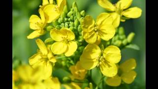 マイ スライドショー　堺市都市緑化センターの菜の花（２０１５年３月５日）