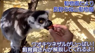 長野市城山動物園より「ワオキツネザル」を紹介！【動物園だより】エコチルライブプレイバック配信【2022年10月配信】