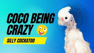 How About Cute Coco Cockatoo Clips? 🌟❤️🌟