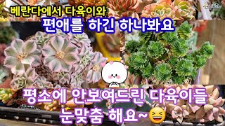 베란다 다육이 키우기 🌺 물도 적당히 햇빛이 적당한 다육이 🌸말렸다가 듬뿍 주려구요 💧