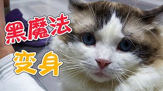 有效驱赶霸座小猫咪！猫：我最怕的东西，居然是这个？【猫不理咖啡】