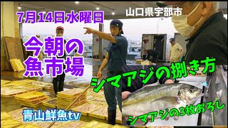 【魚市場】【シマアジの捌き方】今朝の魚市場7月14日水曜日の水揚げ状況