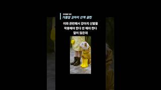 겨울철 강아지 산책 꿀팁 #강아지 #반려견 #산책