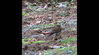 シロハラ世田谷地区ショート 2025 02 20 #シロハラ #野鳥 #birds #wildlife #nature #自然観察ぶらり散歩