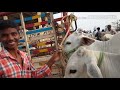 కోడె దూడల సంత cattles market