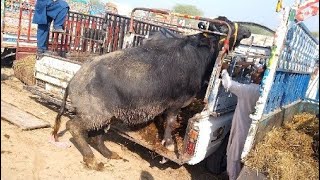 huge buffalo unloading || dangerous buffalo || buffalo loading || crazy buffalo