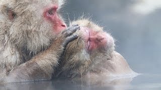 ニホンザルも「いい湯だな」　長野・地獄谷野猿公苑