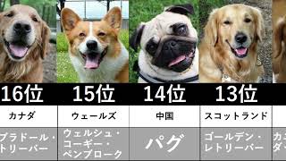 2022年 人気犬種ランキング