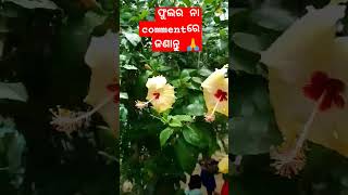 ଏହା କେଉଁ ଫୁଲଗୁଡିକ