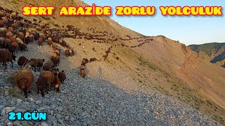 KUZULARA AŞI YAPTI KALAN KUZULAR KURTULDU--ZORLU ARAZİDE GÖÇ YOLCULUĞU DEVAM EDİYOR