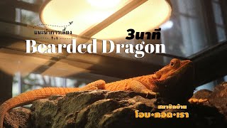 แนะนำการเลี้ยงเบี๊ยดดราก้อนเบื้องต้น ภายใน 3 นาที ฉบับบ้าน โอบ•กอด•เรา \\ Bearded Dragon