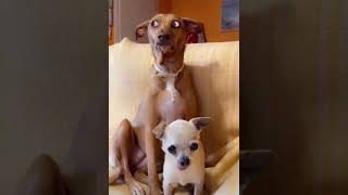 Cute video: Look at this dog's astonished face! Dog´s big eyes!!