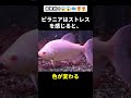 ピラニアに関する面白い雑学 part2