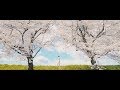 【ピュアニスト・石原可奈子「桜咲く」MUSIC VIDEO】