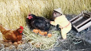 So Smart! Cutis Helps Mom Harvest Eggs Sell