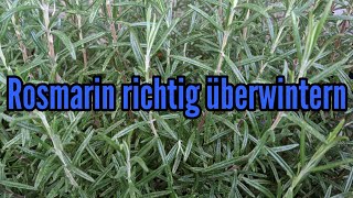 Rosmarin überwintern Rosmarin im Topf und Beet sicher durch den Winter bekommen