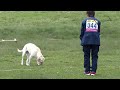 全日本嘱託警察犬競技会2016　マル予選２回目