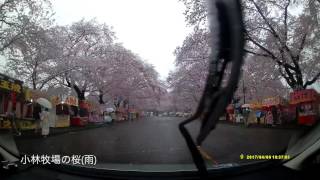 【ドラレコ】 小林牧場の桜（雨）