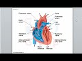 bt103 lecture 34 ch43 part 1 dr rami alkhatib