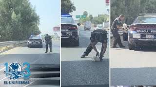 Policía rescata cachorro en carretera de Guanajuato y enternece las redes